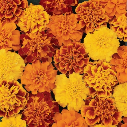 Picture of Marigold - Bonanza Mixed